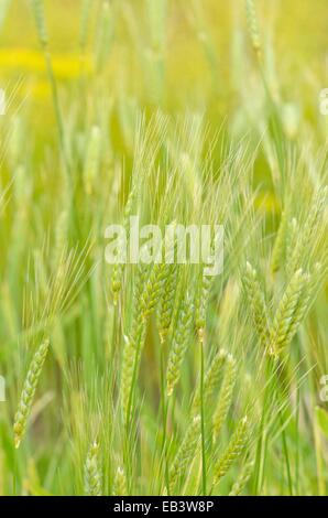 Emmer Weizen (triticum dicoccum) Stockfoto