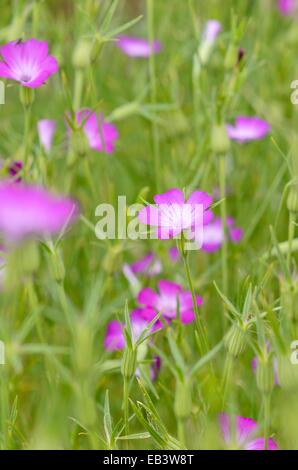 Gemeinsame Mais (Agrostemma githago Runzelbildung) Stockfoto