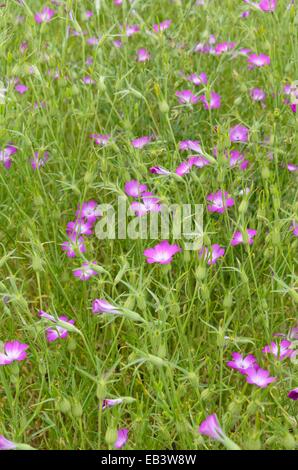 Gemeinsame Mais (Agrostemma githago Runzelbildung) Stockfoto