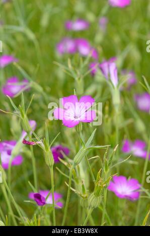 Gemeinsame Mais (Agrostemma githago Runzelbildung) Stockfoto