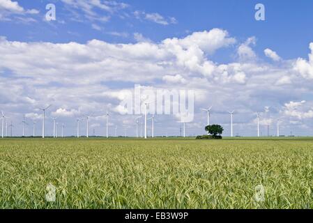 Weizenfeld mit Windkraftanlagen, Land Brandenburg, Deutschland Stockfoto