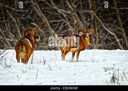 Wilden europäischen Mufflons (Ovis Ammon) im Winter Feld Stockfoto