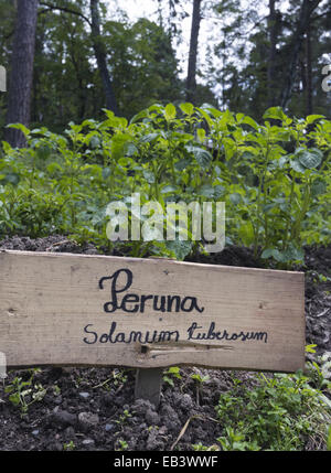 Kartoffeln (Peruna) wächst in Gemüse Garten auf Insel Seurasaari in Helsinki, Finnland Stockfoto