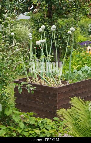 Garten Zwiebel (Allium Cepa) in einer angehobenen Bed Stockfoto