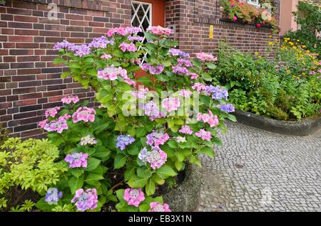 Grossblättrige Hortensie (Hydrangea macrophylla) im vorderen Garten eines Mehrfamilienhauses Stockfoto