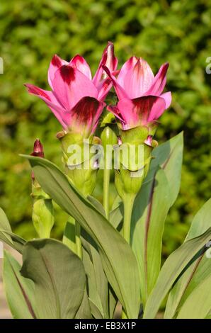 Thai Tulip (curcuma alismatifolia) Stockfoto
