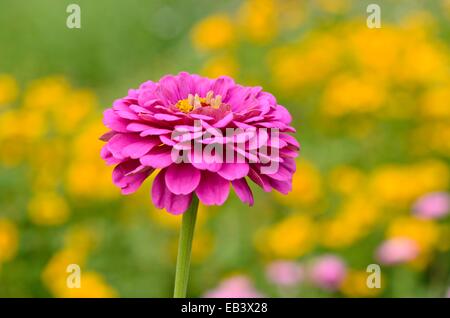 Gemeinsame Zinnia (Zinnia violacea Syn. Zinnia elegans) Stockfoto