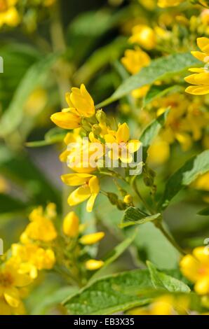 Garten felberich (lysimachia vulgaris) Stockfoto