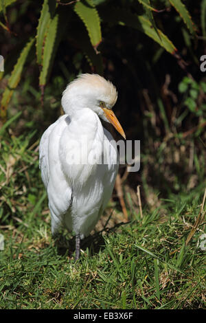 Kuhreiher (Bubulcus Ibis) sitzen an den Rand des Wassers warten auf Beute. Stockfoto