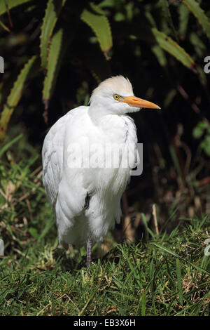 Kuhreiher (Bubulcus Ibis) sitzen an den Rand des Wassers warten auf Beute. Stockfoto