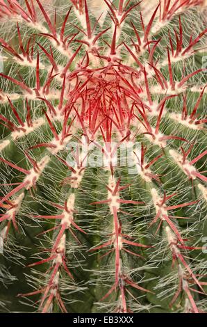 Ferocactus pilosus Stockfoto