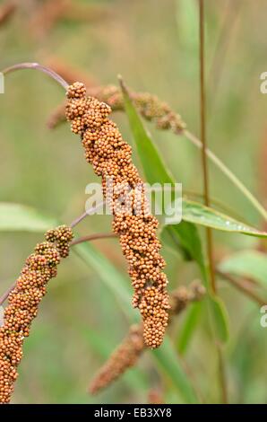 Foxtail Hirse (setaria Italica 'Herbstfeuer') Stockfoto