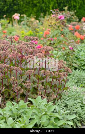 Orpine (Sedum telephium 'Matrona' syn. hylotelephium telephium 'Matrona') Stockfoto