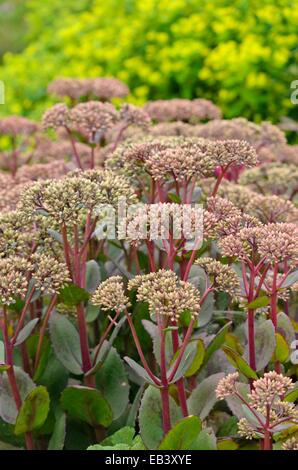 Orpine (Sedum telephium 'Matrona' syn. hylotelephium telephium 'Matrona') Stockfoto