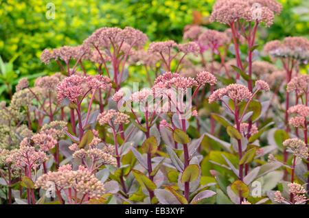 Orpine (Sedum telephium 'Matrona' syn. hylotelephium telephium 'Matrona') Stockfoto