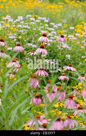 Purple cone Flower (Echinacea purpurea) und orange Kegel Blüte (Rudbeckia fulgida) Stockfoto