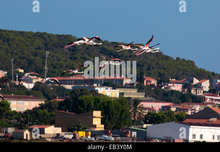 Rosigen Flamingos (Phoenicopterus Roseus) Herde fliegen über das Dorf Stockfoto