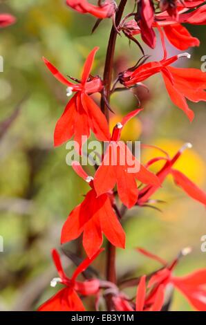 Kardinal Blume (lobelia cardinalis) Stockfoto