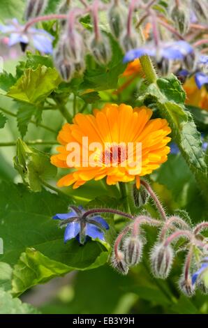 Ringelblume (Calendula officinalis) und Borage (Borago officinalis) Stockfoto