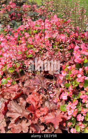 Begonien (Begonia semperflorens) und alumroot (heuchera) Stockfoto