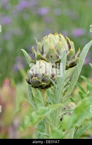 Artischocke (Cynara Cardunculus syn. Cynara Scolymus) Stockfoto