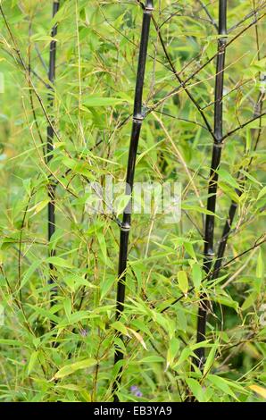 Schwarzer Bambus (phyllostachys nigra) Stockfoto