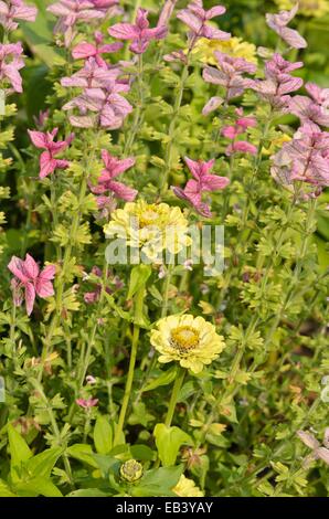 Gemeinsame Zinnia (Zinnia violacea 'benarys Riesen' syn. Zinnia elegans 'benarys Riesen') und jährlichen Salbei (Salvia viridis Syn. Salvia horminum) Stockfoto