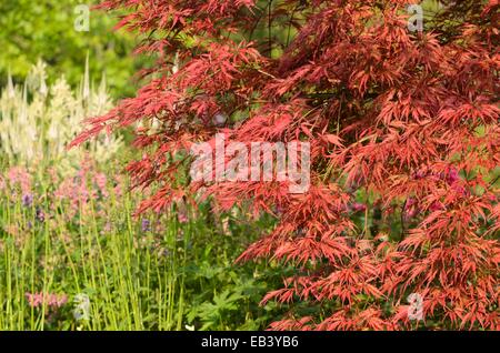 Japanischer Ahorn (Acer palmatum 'dissectum Garnet') Stockfoto