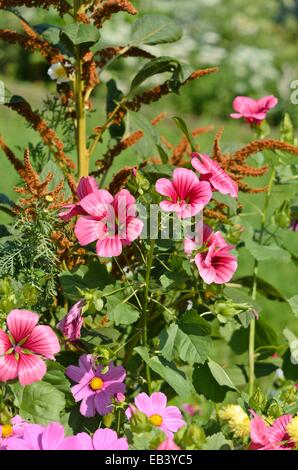 Mistery Blume (Malope trifida 'Grandiflora') und roten Fuchsschwanz (Amaranthus cruentus) Stockfoto