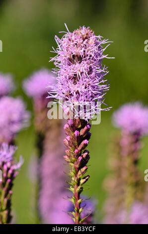 Dichter, brennender Stern (Liatris spicata var. montana) Stockfoto