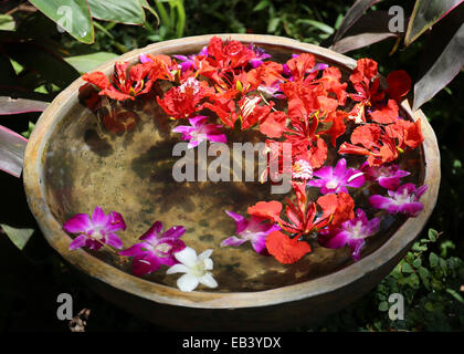 dekorative farbenfrohe exotische Blumen in einer vase Stockfoto