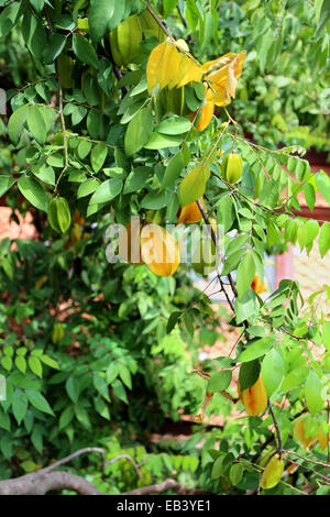 Baum mit Früchten Karambolen Stockfoto