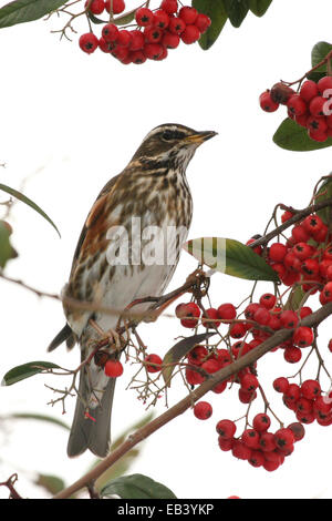 Rotdrossel ernähren sich von Beeren. Stockfoto