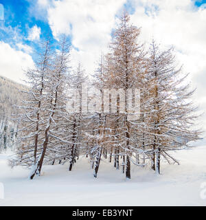 Nach einem schweren Schneefall Blick auf eine Gruppe von Bäumen in einem Wald mit allen Niederlassungen mit Schnee bedeckt Stockfoto