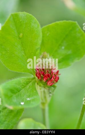 Purpurroter Klee (trifolium Incarnatum) Stockfoto