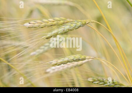 Emmer Weizen (triticum dicoccum 'weißer Sommer') Stockfoto