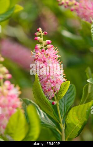 Paprika bush (clethra alnifolia 'Ruby spice') Stockfoto