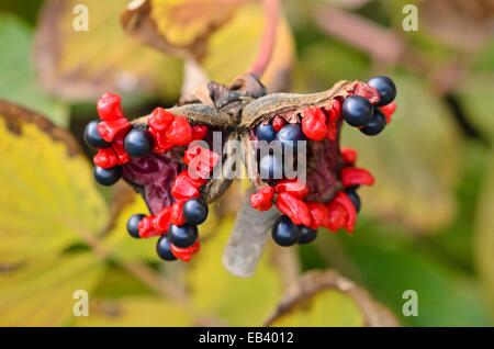 Korallen-Pfingstrose (Paeonia Mascula Subspecies Mascula) Stockfoto