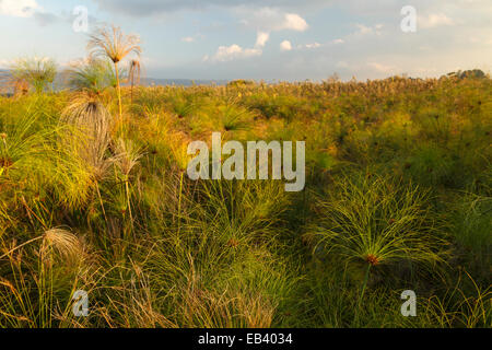 Aquatische Vegetation. Hula-Naturschutzgebiet. Hula-Tal. Israel Stockfoto