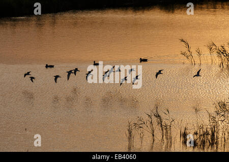 Vogel fliegt in einem See (Philomachus Pugnax). Agamon See. Hula-Tal. Israel Stockfoto