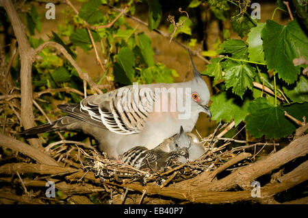 Crested Taube mit jungen im Nest. Ocyphaps Lophotes; Stockfoto