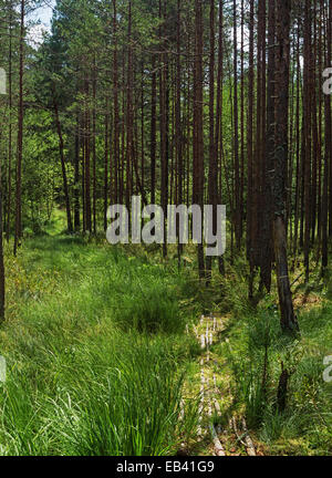 Pinienwald in der Nähe von See. Die Strecke von Baumstämmen durch einen sumpfigen Standort des Holzes gelegt. Stockfoto