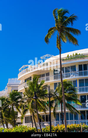 Palmen Sie und Eigentumswohnungen in Palm Beach, Florida. Stockfoto