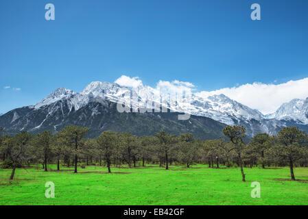 Kiefernwald und Jade Dragon Snow Mountain, Lijiang, Yunnan China. Stockfoto