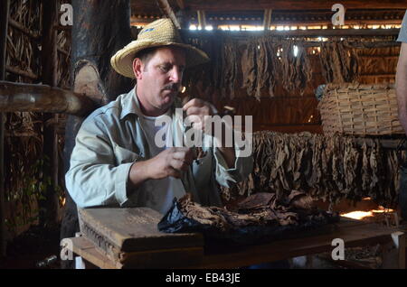 Eine kubanische Mann Hand bilden der Zigarren auf seiner Ranch in der Nähe von Vinales in der Pinar del Rio von Kuba. Stockfoto