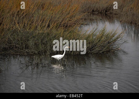 Ein Silberreiher watet durch eine Auenlandschaft. Stockfoto