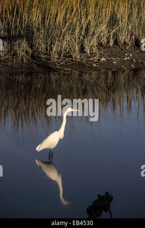 Ein Silberreiher watet durch eine Auenlandschaft. Stockfoto