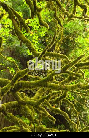 Unten Ahorn auf Redwood Creek Trail, Redwood National Park, Kalifornien Stockfoto