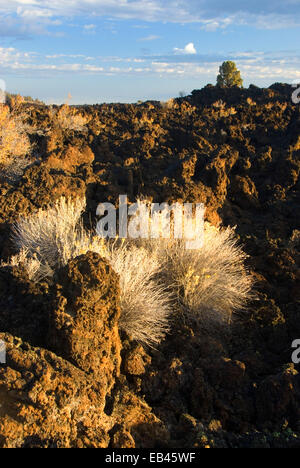 Teufel Homestead Lavastrom, Lava Betten Nationaldenkmal, Kalifornien Stockfoto