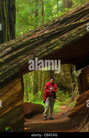 Coast Redwood-Wald entlang Prairie Creek Trail, Prairie Creek Redwoods State Park, Redwood National Park, Kalifornien Stockfoto